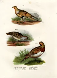 Ganga di Pallas, 1864
